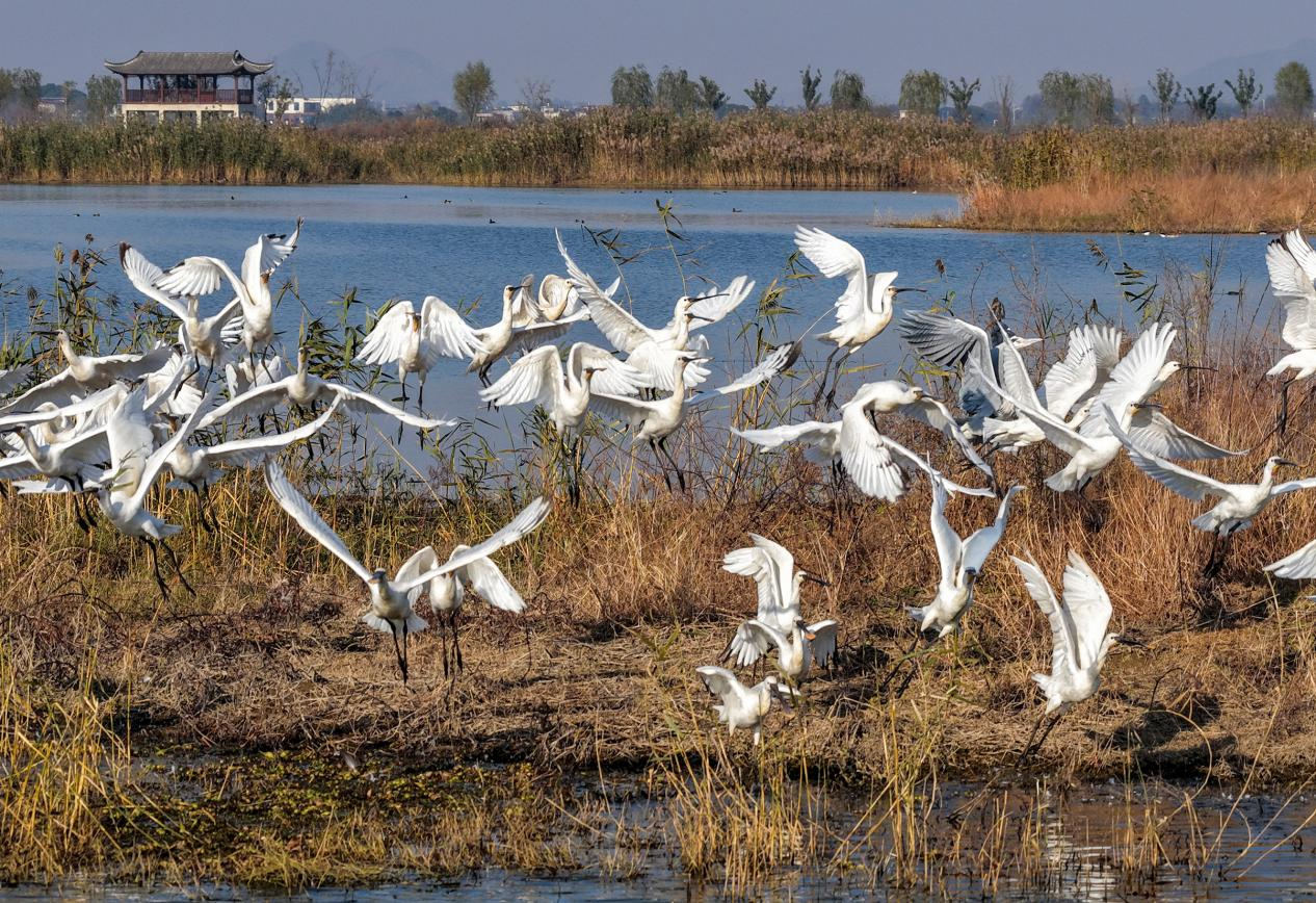 安徽庐江：初冬黄陂湖 喜迎白琵鹭